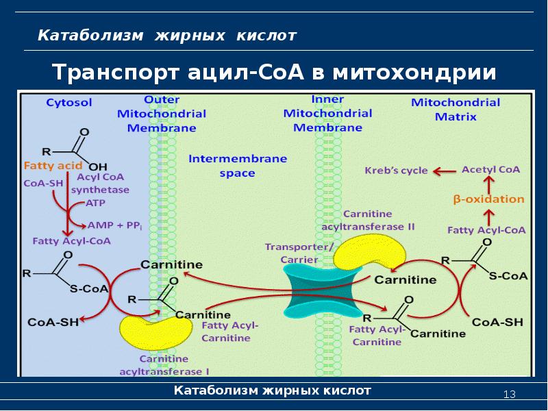 Кислоты в организме человека картинки