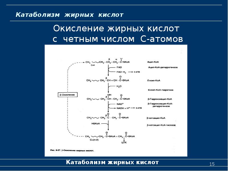 Источники 6 жирных кислот