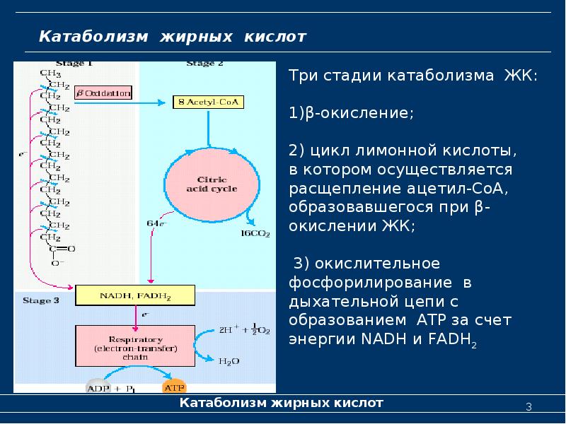 Катаболизм и энергетические процессы. Этапы катаболизма биохимия. Этапы катаболизма таблица. Первый этап катаболизма. Катаболизм последовательность процессов.