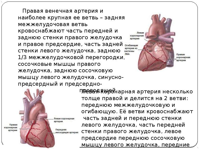 Укажите отверстие имеющееся в стенке правого предсердия