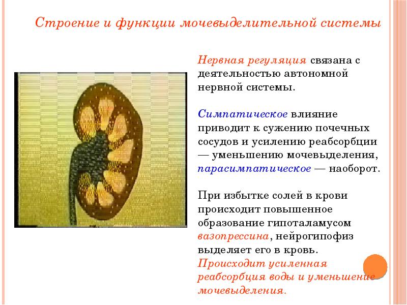 Технологическая карта мочевыделительная система строение и функции