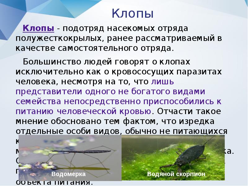 Эктопаразиты