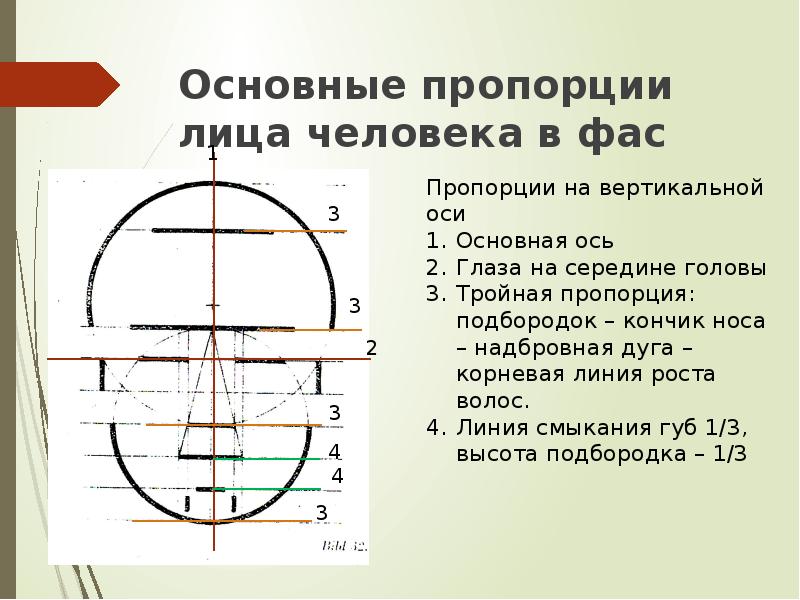 Основные соотношения. Основные пропорции лица человека. Базовые основные пропорции.