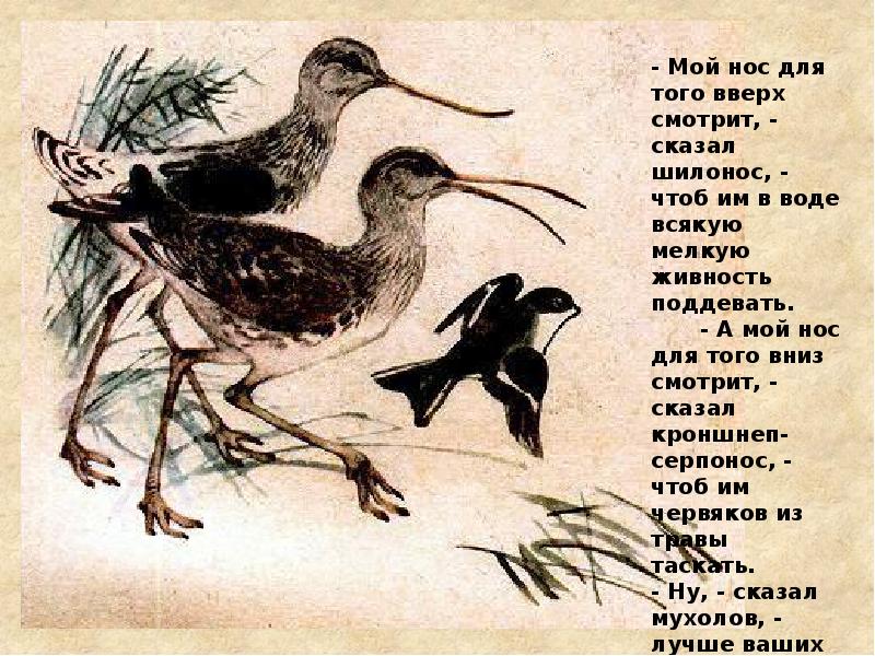 Шилонос Птица Фото