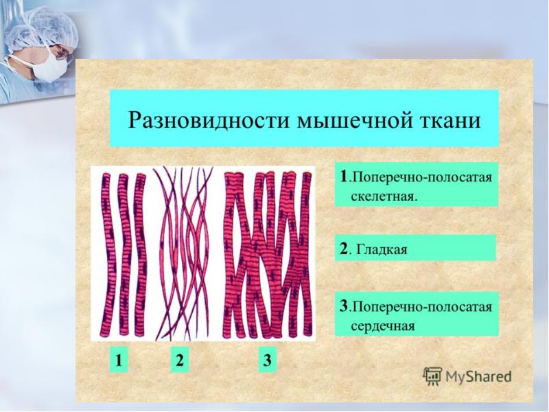 Какими буквами обозначены изображения гладкой мышечной ткани