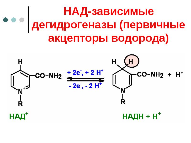 Назовите над. Над-зависимые дегидрогеназы механизм действия. ФАД дегидрогеназы. Субстраты ФАД-зависимых дегидрогеназ и над. НАДН дегидрогеназа формула.