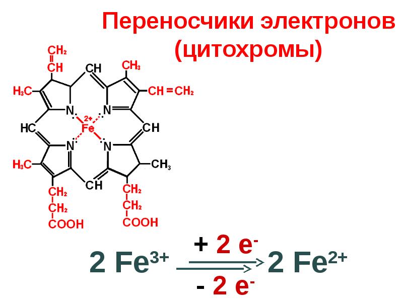 Цитохромоксидаза схема строения