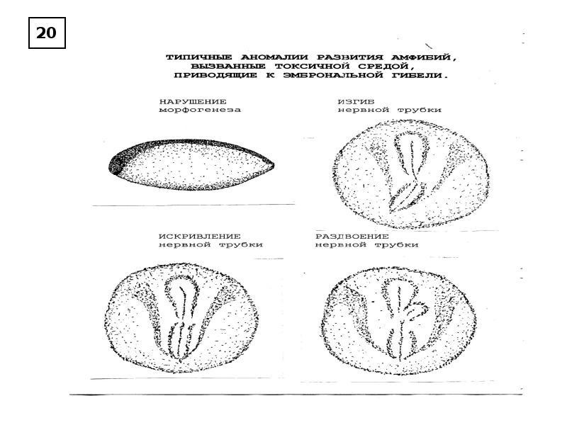 Эмбриональная индукция схема