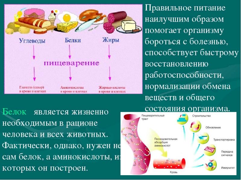 Презентация по биологии здоровое питание