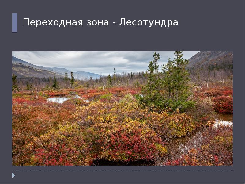 Особенности тундры и лесотундры. Лесотундра природная зона. Зона лесотундры в России. Условия лесотундры. Презентация на тему лесотундра.