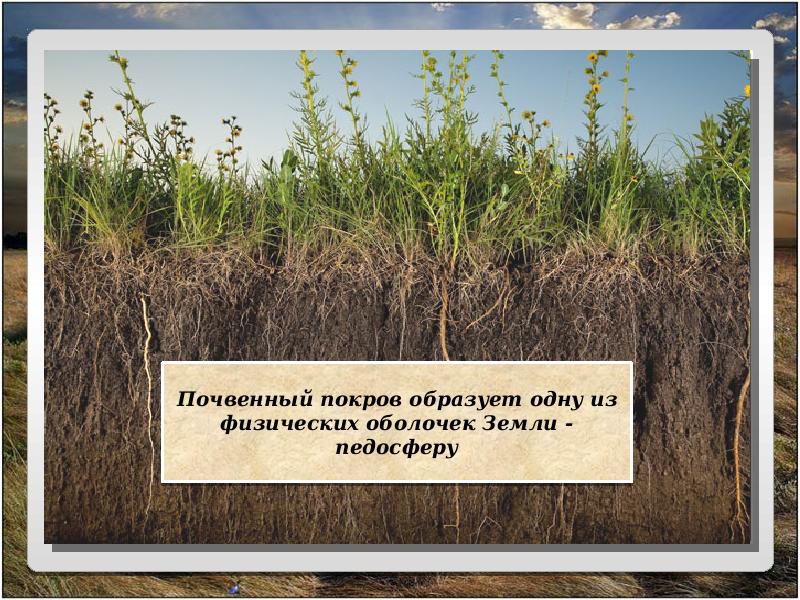 Почва покров. Почвенный Покров. Почвенный Покров земли. Место почвы в природе. Пестрота почвенного Покрова это.