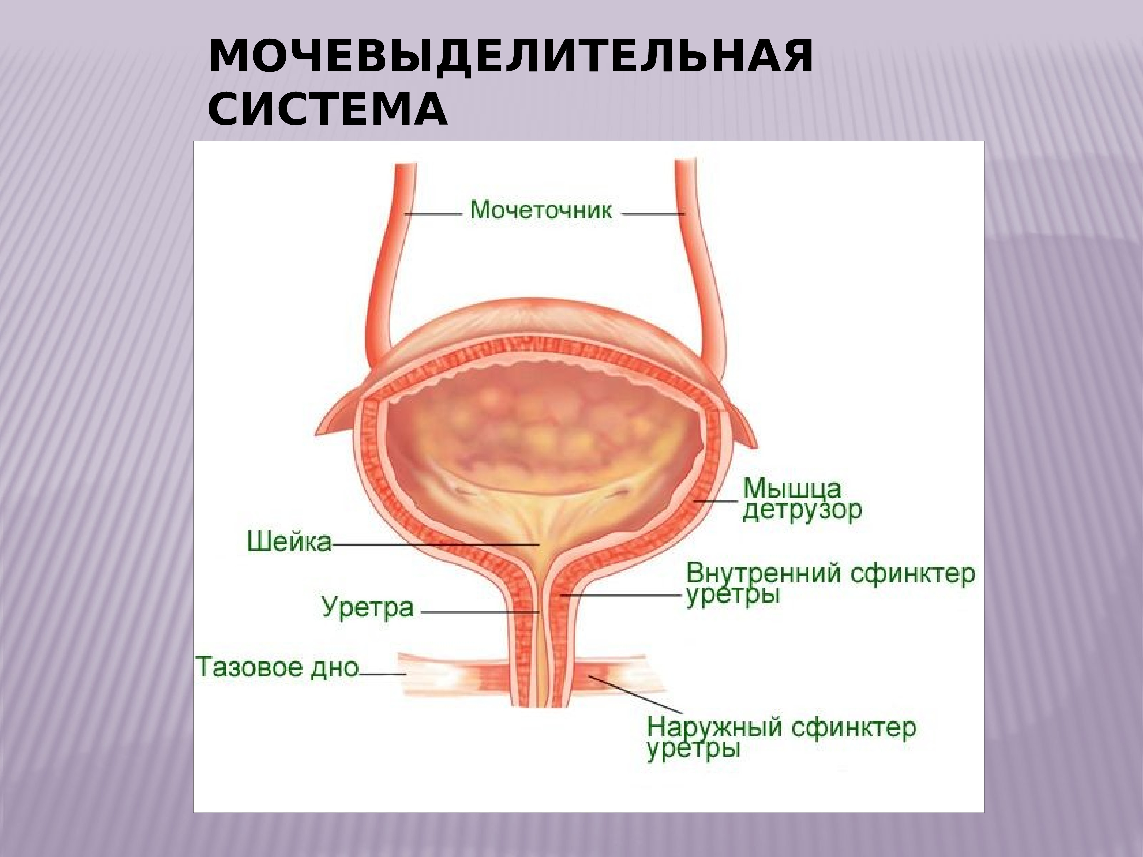 Виды уретральных катетеров презентация