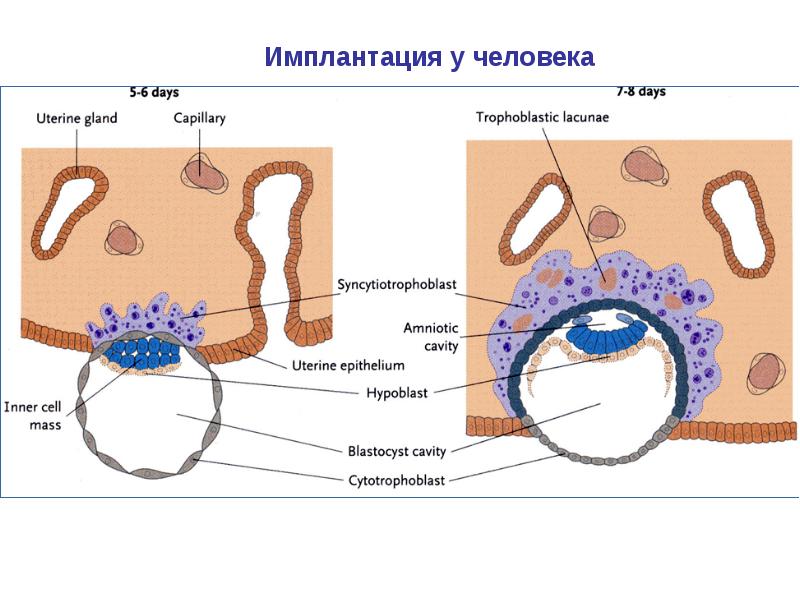 Имплантация бластоцисты в стенку матки. Имплантация в естественном цикле. На какой дпо происходит имплантация. На какой день после овуляции происходит имплантация эмбриона. Имплантация в естественном цикле.