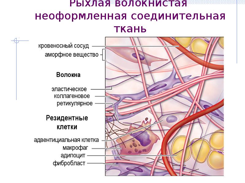 Особенности волокнистой соединительной ткани