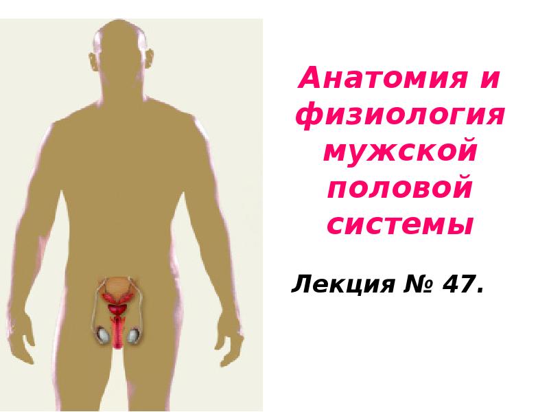Анатомия и физиология мужской половой системы Лекция № 47.