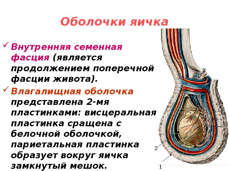 Оболочки яичка схема