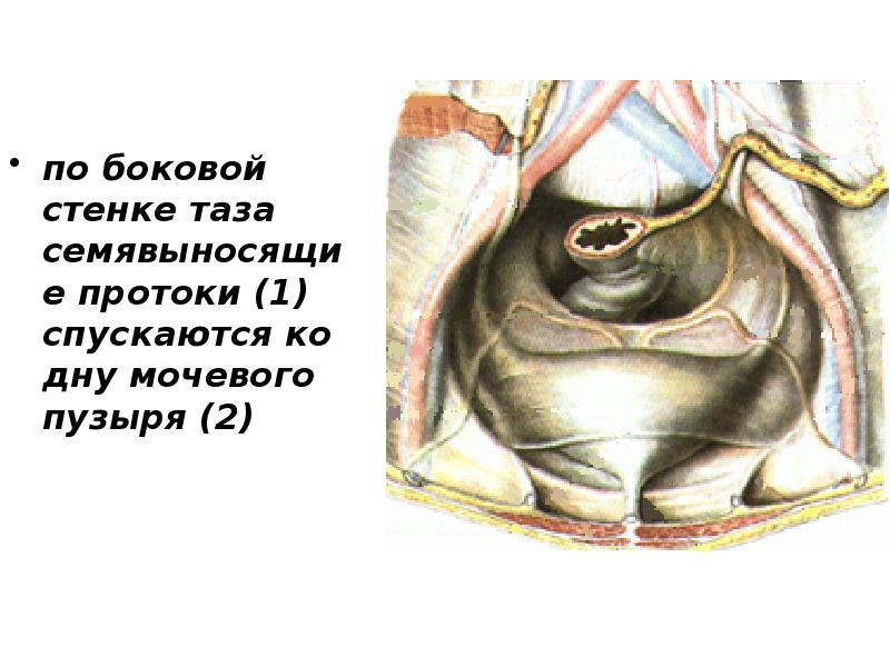 по боковой стенке таза семявыносящие протоки (1) спускаются ко дну мочевого