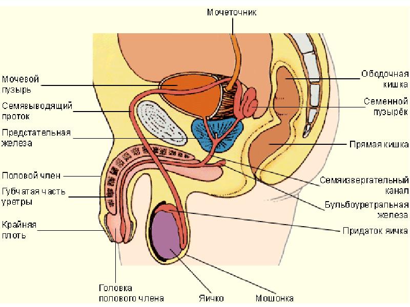 Строение мужского полового органа картинка