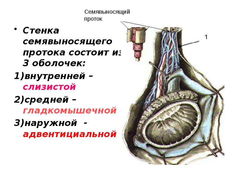 Стенка семявыносящего протока состоит из 3 оболочек: Стенка семявыносящего протока состоит