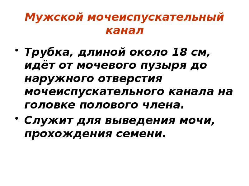 Мужской мочеиспускательный канал Трубка, длиной около 18 см, идёт от мочевого