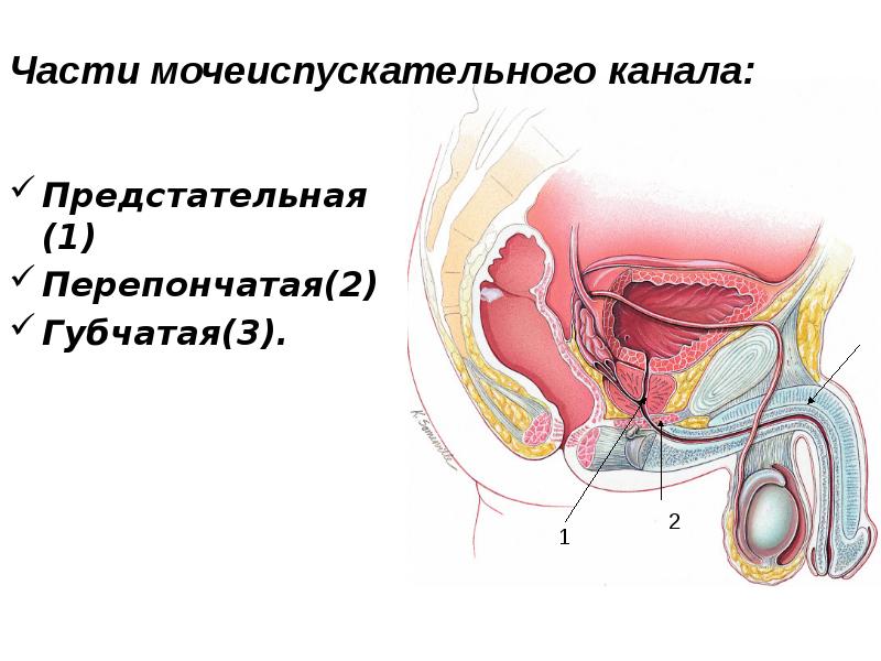 Предстательная (1) Предстательная (1) Перепончатая(2) Губчатая(3).