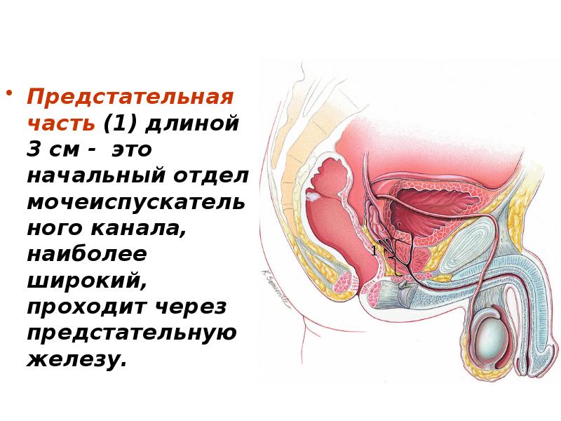 Предстательная часть (1) длиной 3 см - это начальный отдел мочеиспускательного