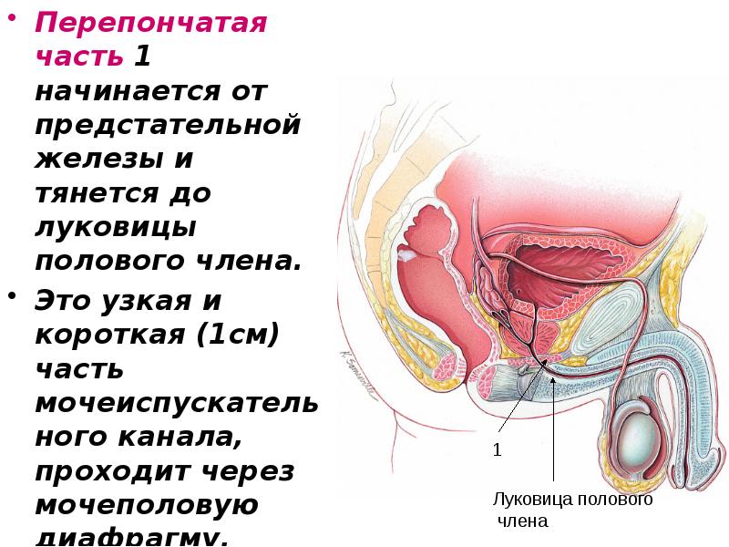 Перепончатая часть 1 начинается от предстательной железы и тянется до луковицы