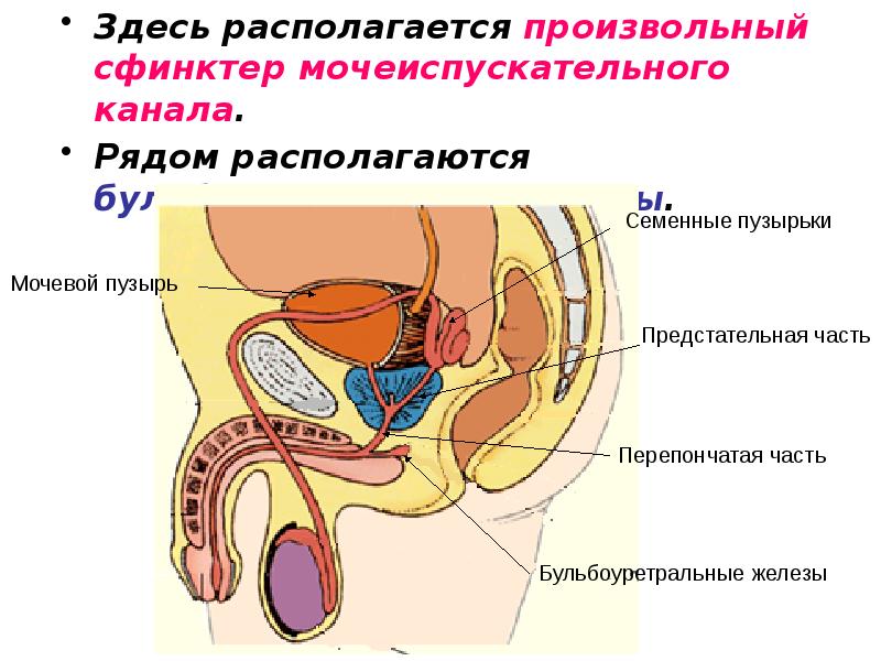 Здесь располагается произвольный сфинктер мочеиспускательного канала. Рядом располагаются бульбоуретральные железы.