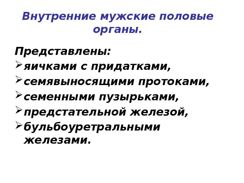 Представлены: Представлены: яичками с придатками, семявыносящими протоками, семенными пузырьками, предстательной железой,