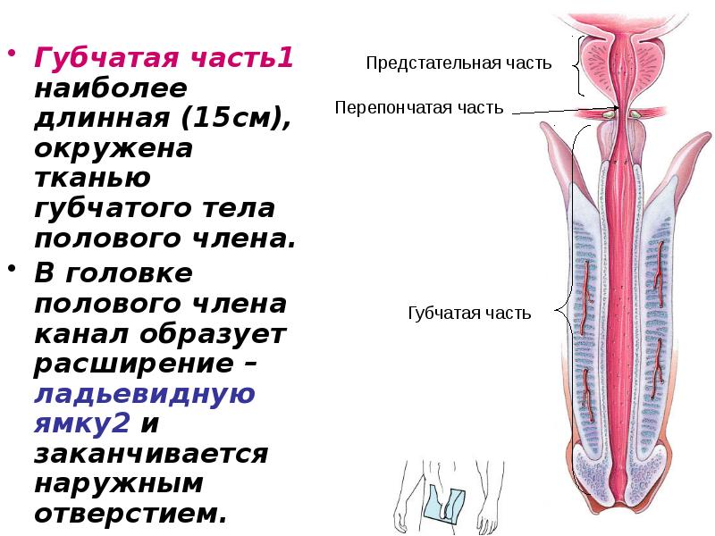 Губчатая часть1 наиболее длинная (15см), окружена тканью губчатого тела полового члена.