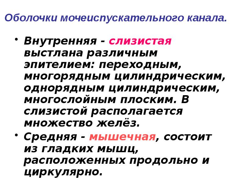 Оболочки мочеиспускательного канала. Внутренняя - слизистая выстлана различным эпителием: переходным, многорядным