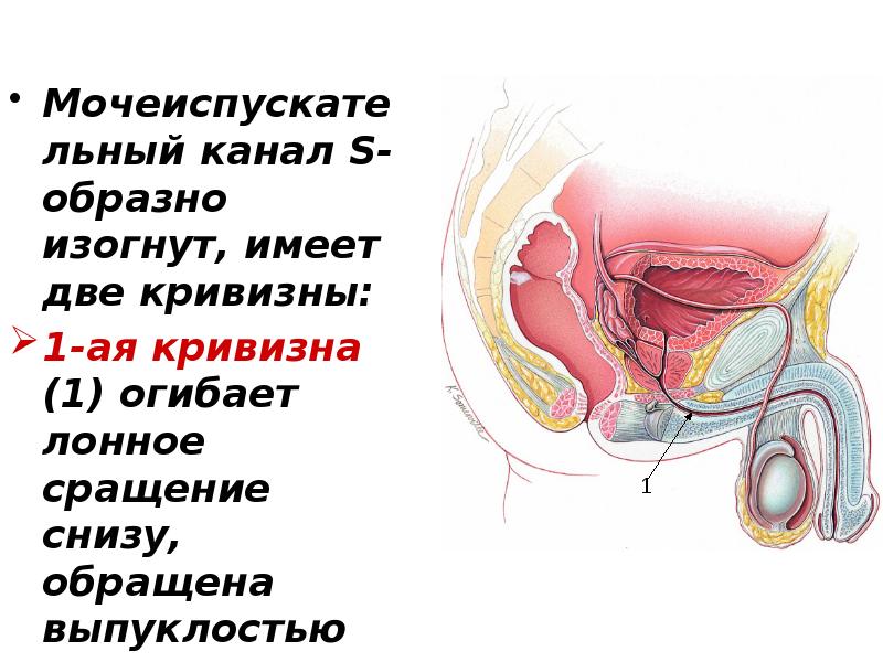 Мочеиспускательный канал S-образно изогнут, имеет две кривизны:  Мочеиспускательный канал S-образно