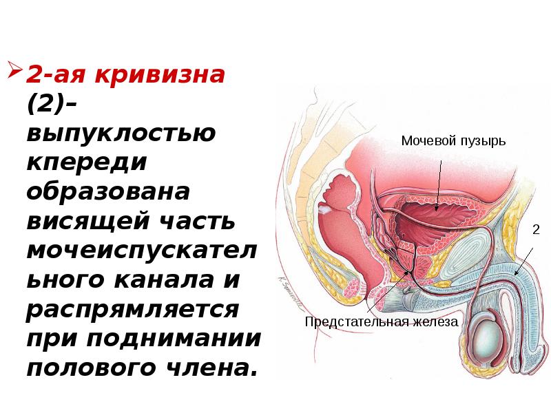 2-ая кривизна (2)– выпуклостью кпереди образована висящей часть мочеиспускательного канала и