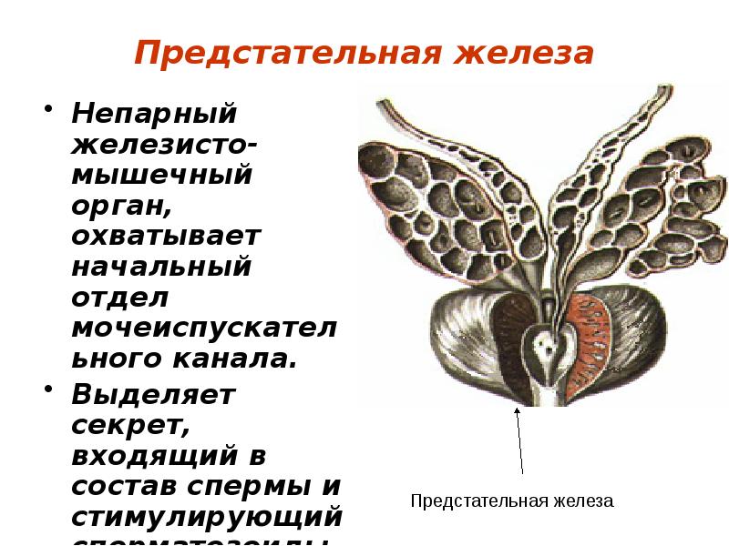 Предстательная железа Непарный железисто-мышечный орган, охватывает начальный отдел мочеиспускательного канала. 