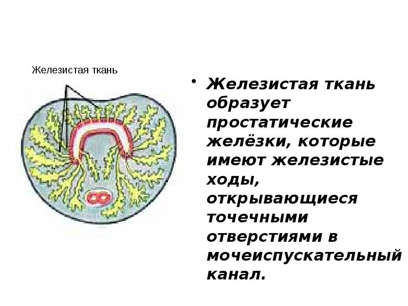 Железистая ткань образует простатические желёзки, которые имеют железистые ходы, открывающиеся точечными