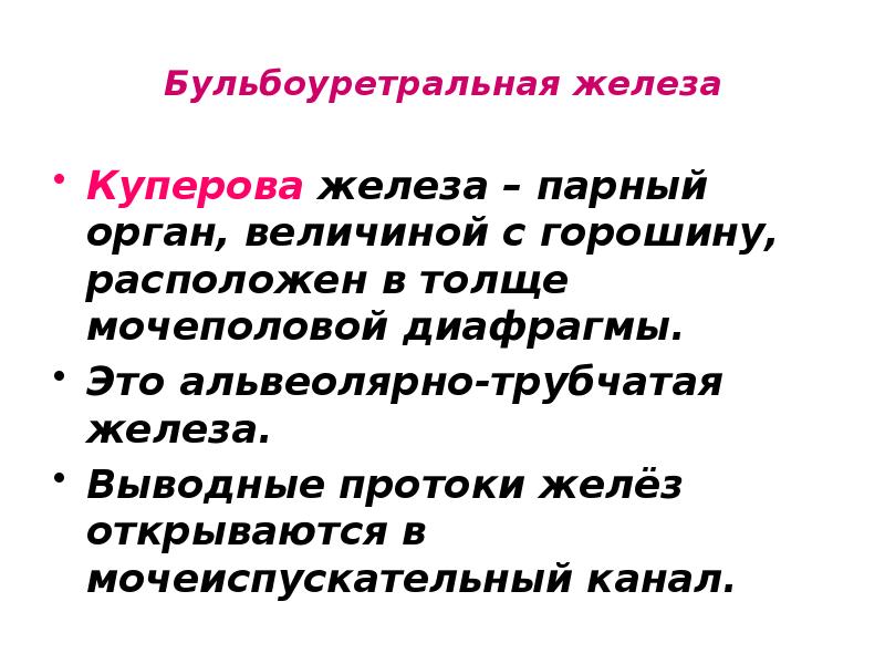 Бульбоуретральная железа Куперова железа – парный орган, величиной с горошину, расположен