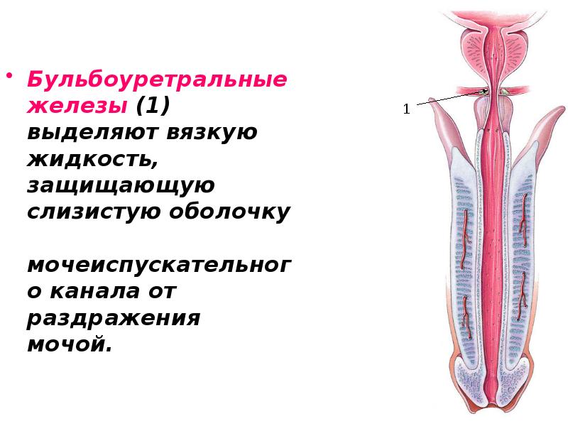Бульбоуретральные железы (1) выделяют вязкую жидкость, защищающую слизистую оболочку мочеиспускательного канала