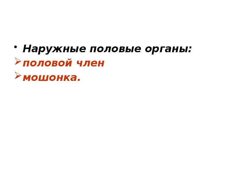 Наружные половые органы: половой член мошонка.