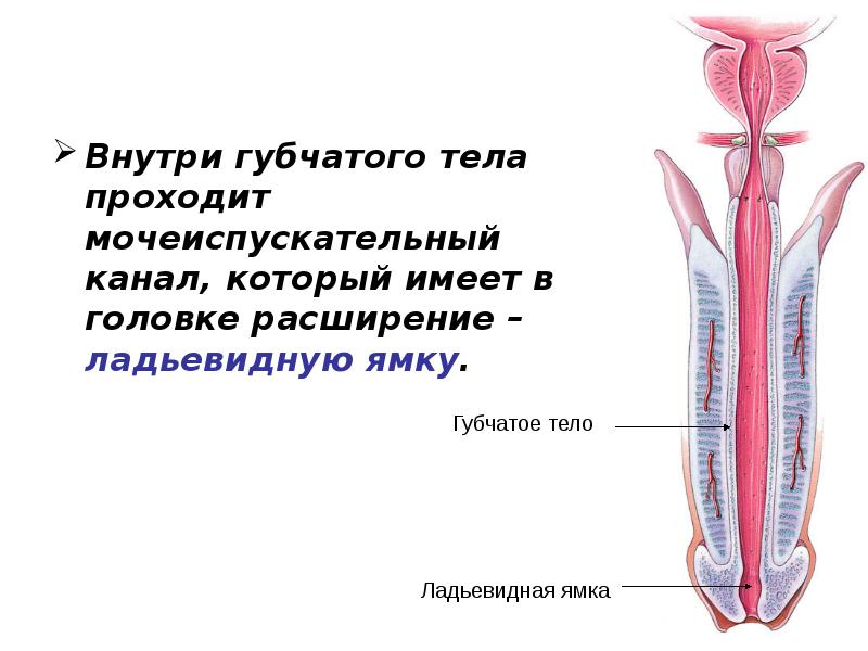 Внутри губчатого тела проходит мочеиспускательный канал, который имеет в головке расширение