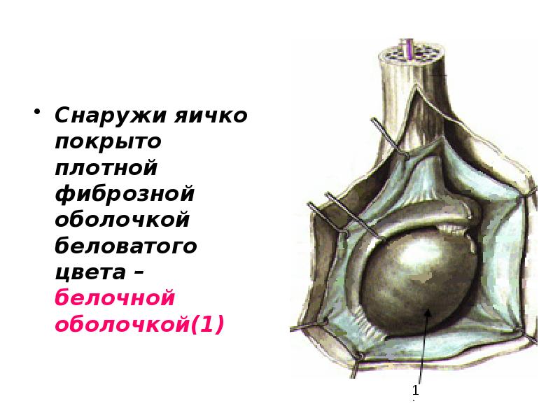 Снаружи яичко покрыто плотной фиброзной оболочкой беловатого цвета – белочной оболочкой(1)
