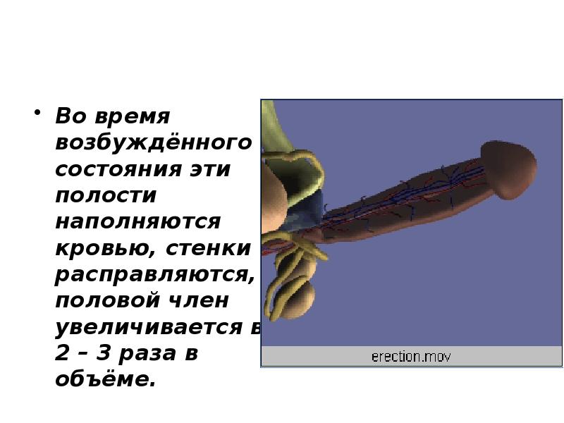 Во время возбуждённого состояния эти полости наполняются кровью, стенки расправляются, половой