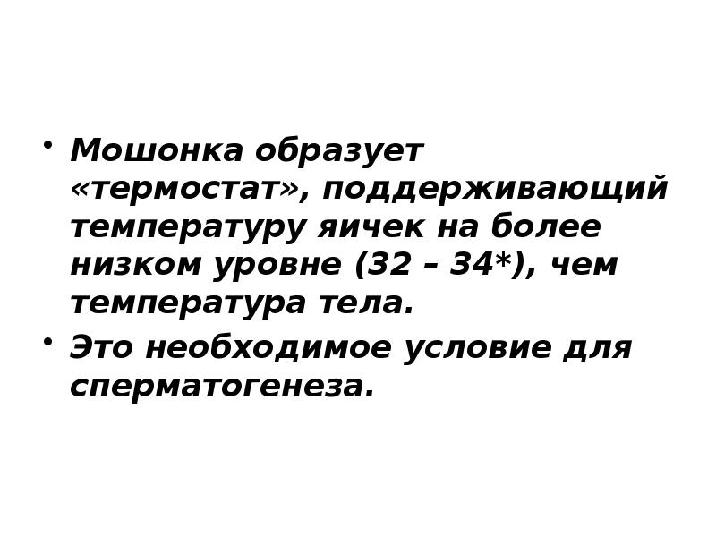 Мошонка образует «термостат», поддерживающий температуру яичек на более низком уровне (32