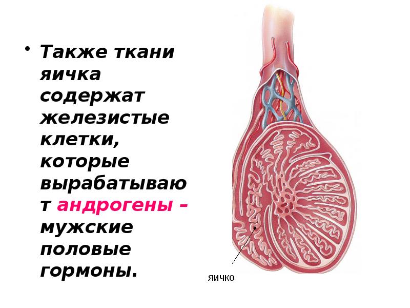 Также ткани яичка содержат железистые клетки, которые вырабатывают андрогены – мужские