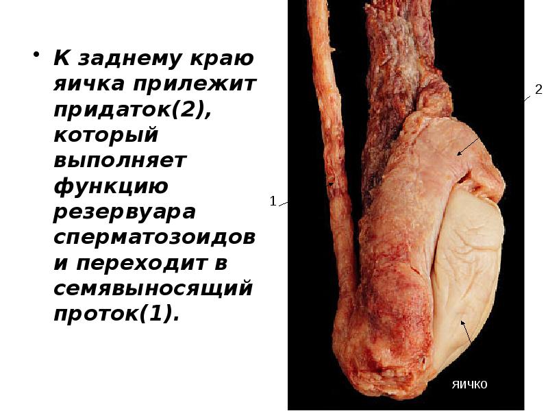 К заднему краю яичка прилежит придаток(2), который выполняет функцию резервуара сперматозоидов