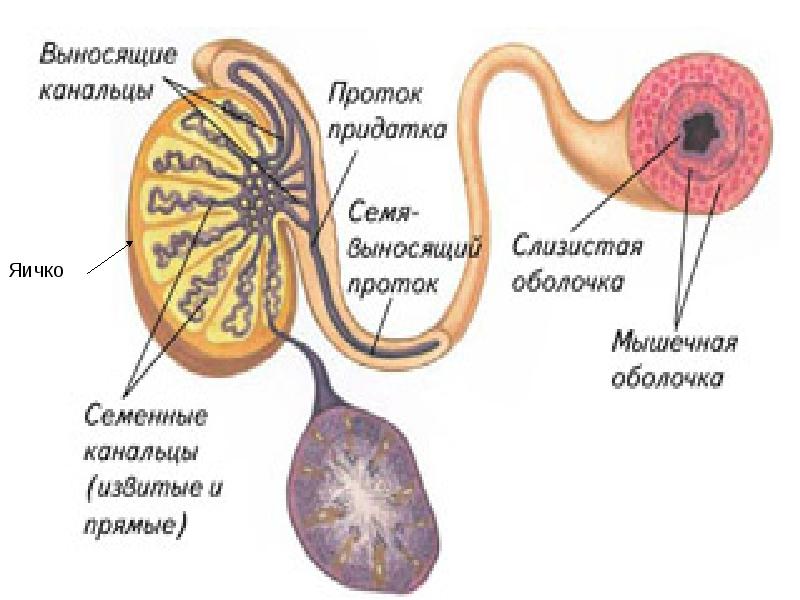 Презентация по половой системе