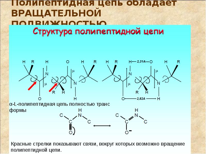 Фрагмент полипептидной цепи