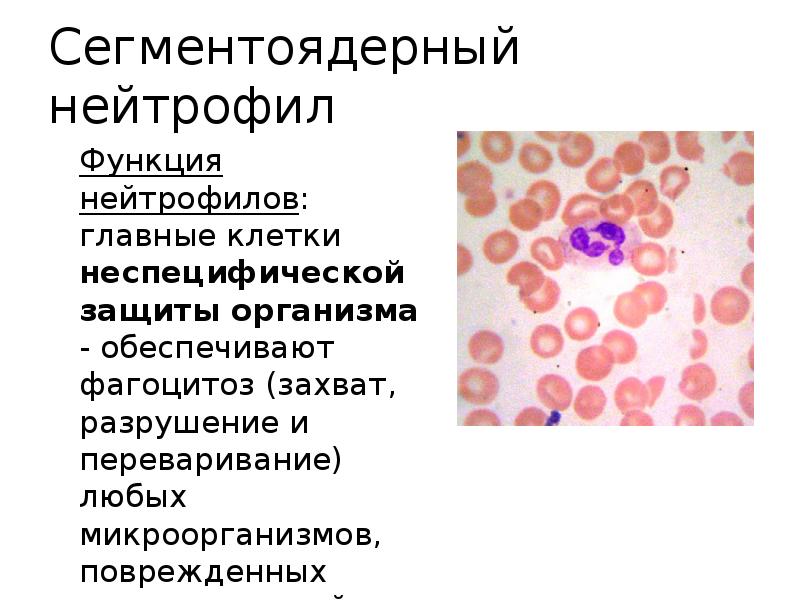 Сегментоядерные нейтрофилы в крови что это значит
