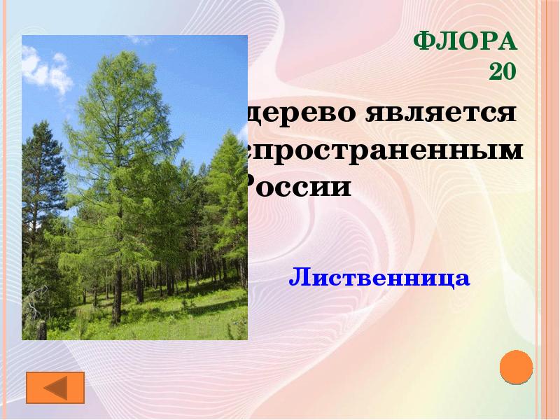 Деревом является:. Растения рекордсмены.