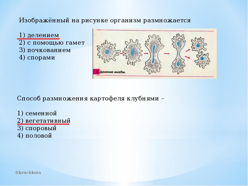 Презентация на тему половое размножение 9 класс