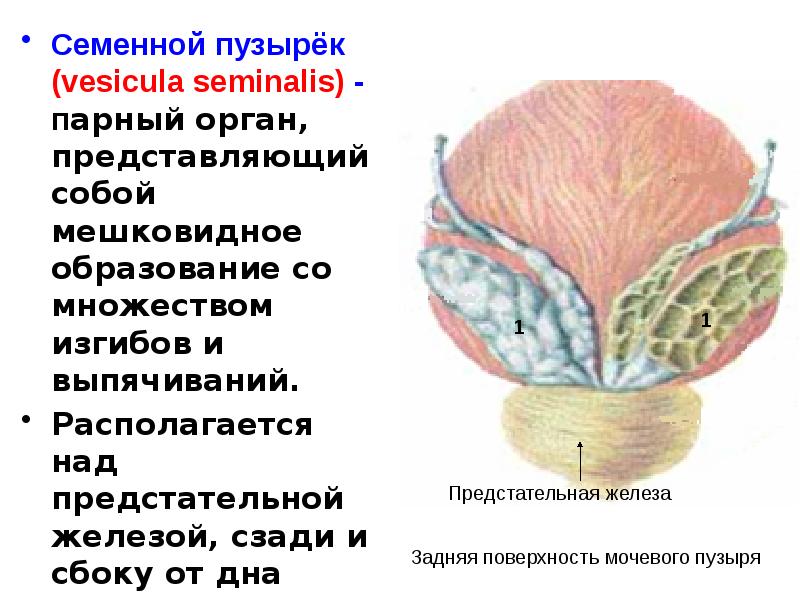 Предстательная железа презентация